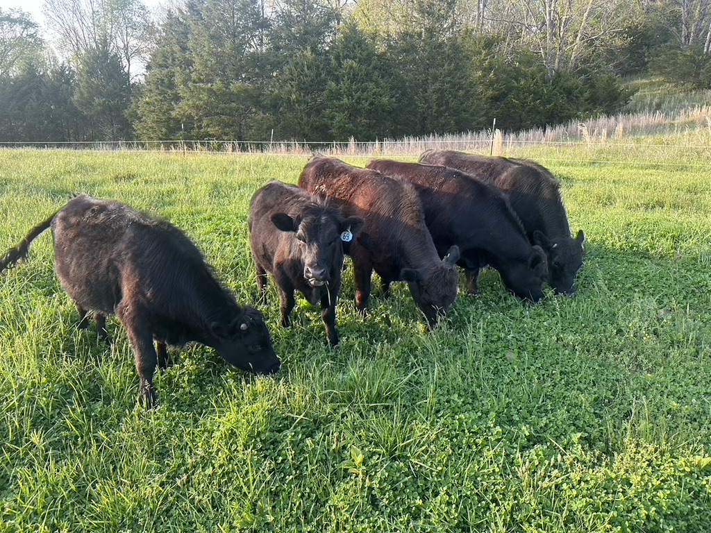 Dexter cattle grazing on pasture