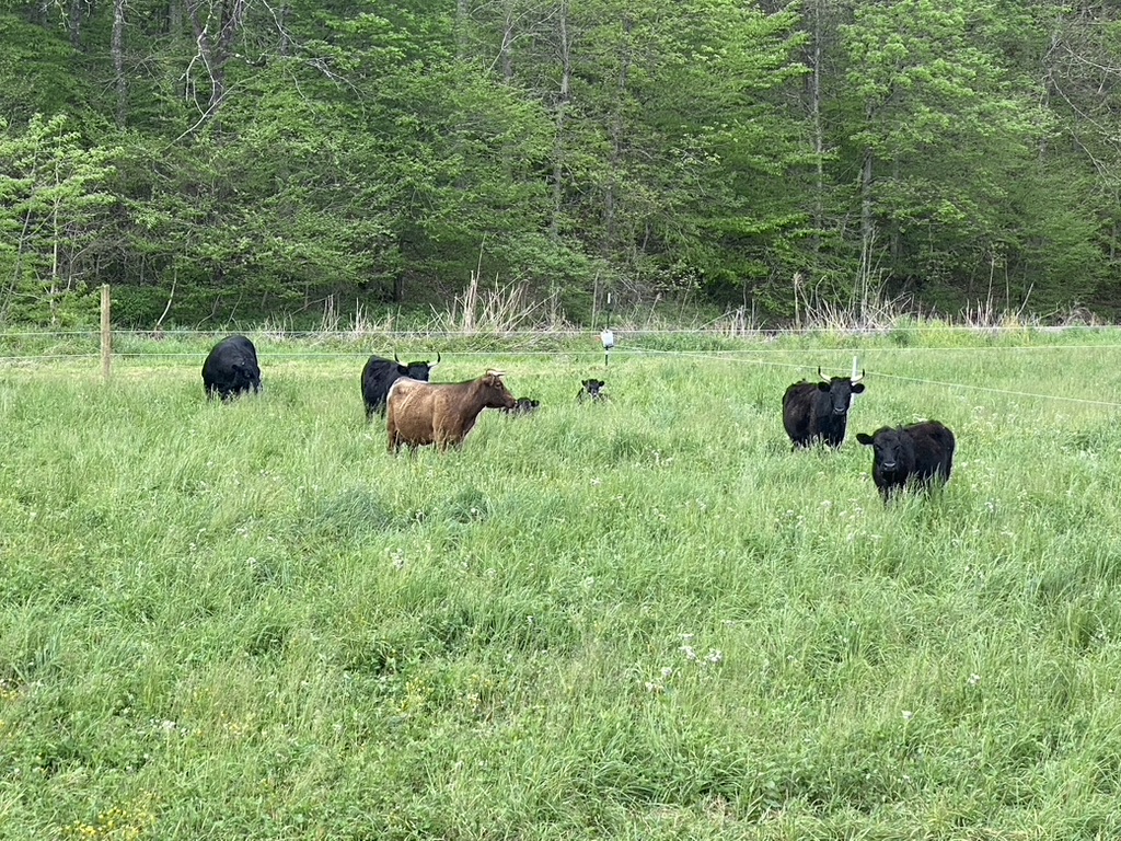 Grass-Fed Heritage Beef